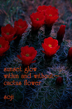 cactus-flower-haiku-photo