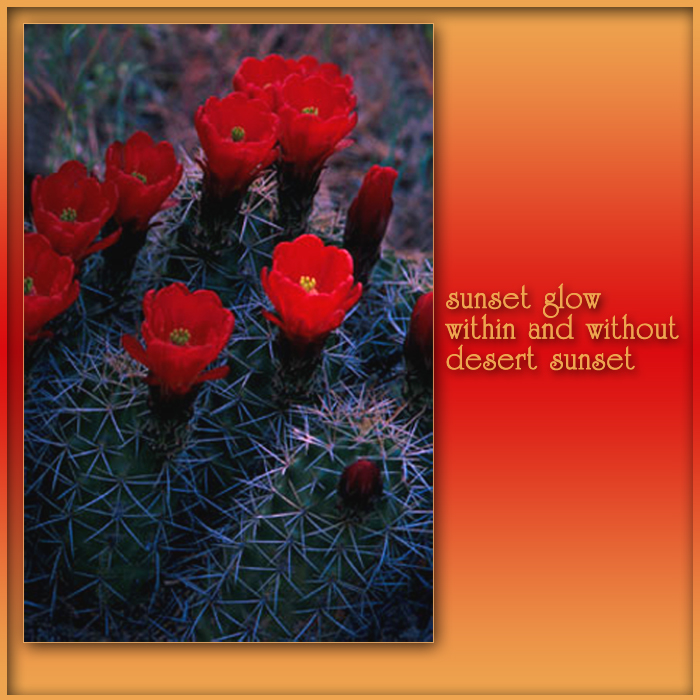 cactus-flower-haiku-photo