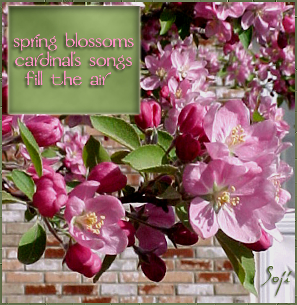 crabapple-photo-haiku