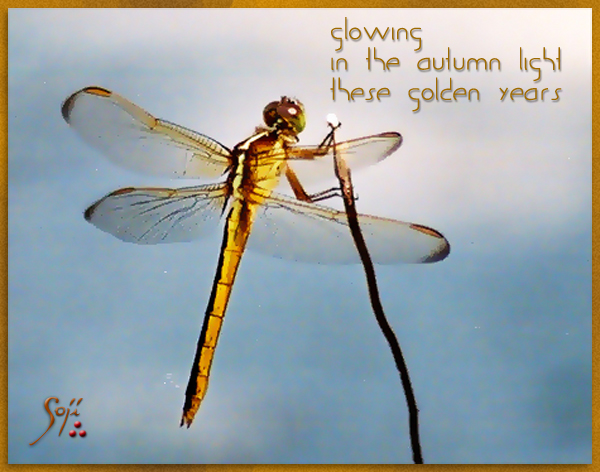 dragonfly-photo-haiku