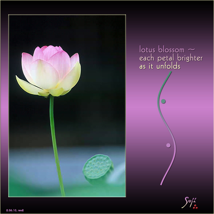 lotus-flower