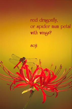 red-dragonfly-on-spider-mum