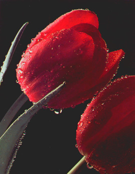 dewy-red-tulip