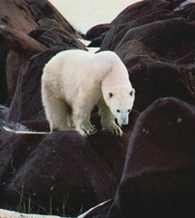 polar-bear